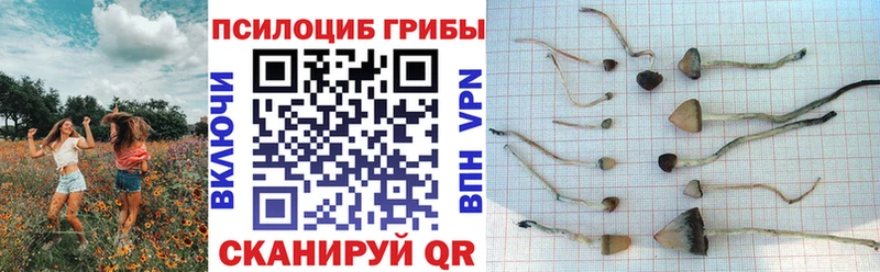 где можно купить наркотик  Артёмовский  Галлюциногенные грибы GOLDEN TEACHER 